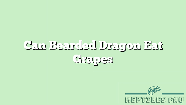 Can Bearded Dragon Eat Grapes