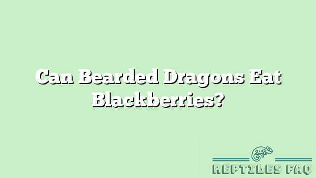 Can Bearded Dragons Eat Blackberries?
