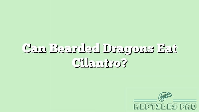 Can Bearded Dragons Eat Cilantro?