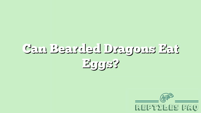 Can Bearded Dragons Eat Eggs?