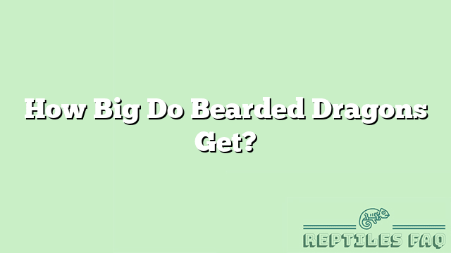 How Big Do Bearded Dragons Get?