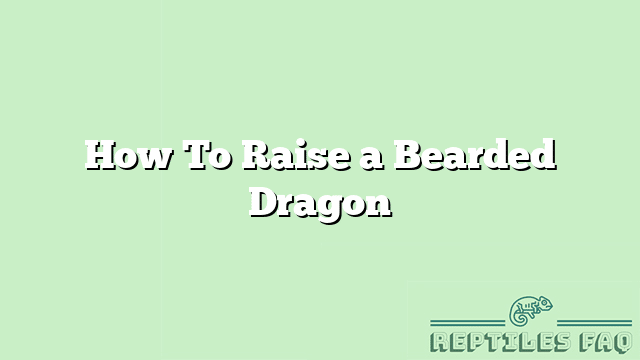 How To Raise a Bearded Dragon