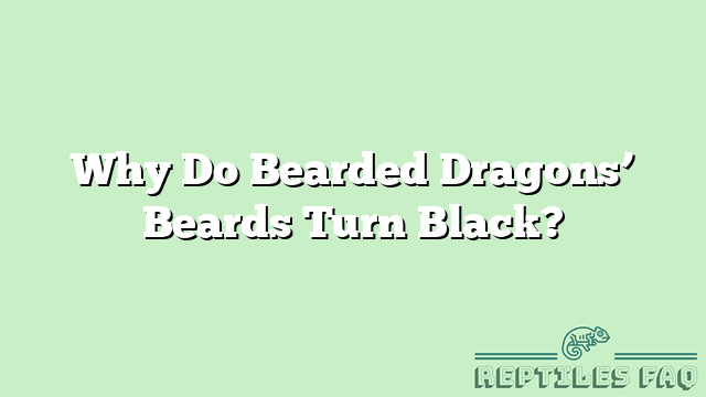 Why Do Bearded Dragons’ Beards Turn Black?