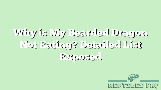 Why is My Bearded Dragon Not Eating? Detailed List Exposed