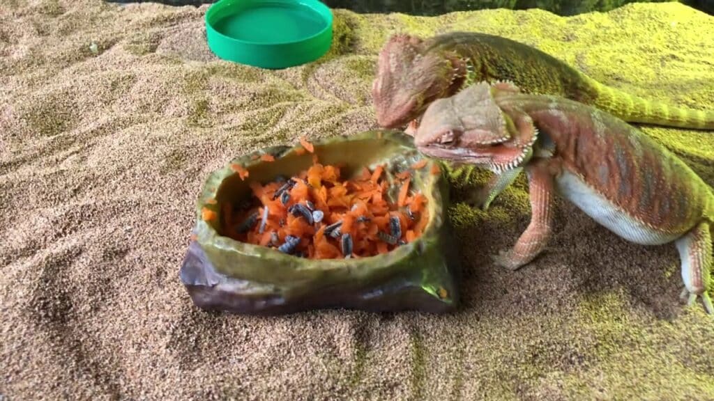 can bearded dragons eat carrots