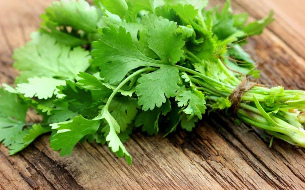 cilantro for bearded dragons